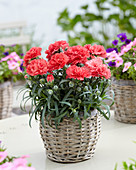 Dianthus 'Orange Bling Bling' ®