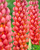 Lupinus Terracotta ®