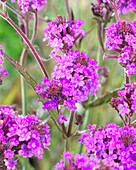 Verbena rigida