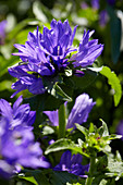 Campanula glomerata Acaulis