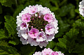 Verbena Vegas Appleblossom