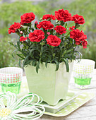 Dianthus Red Allura ®