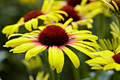 Echinacea '1116-01'