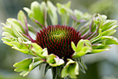 Echinacea groen 1406