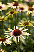 Echinacea 1131-01