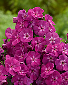 Phlox Purple 2014