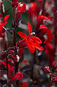 Lobelia speciosa 'Scarlet Princess'
