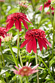 Echinacea 'Double Scoop Cranberry'