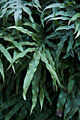 Foliage plant (detail)