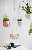 Plants in hanging baskets made from leather, macrame and basketwork