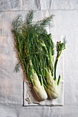 Fresh fennel with fronds