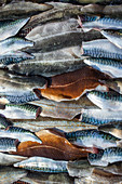 Fish filets