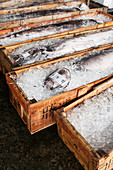 Mit Eis bedeckte Fische in Holzkisten