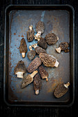 Morel Mushrooms on an old tray