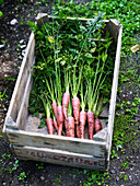 Red carrots in wooden crate
