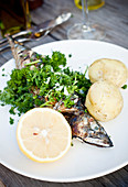 Grilled fish on plate