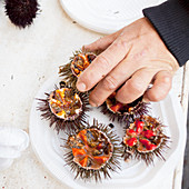 Hand putting sea urchin on plate