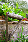Rocket growing in a raised bed with old garden tool in foreground