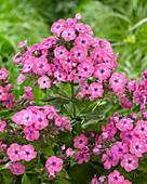 Phlox paniculata Twinkle 'Rose 24-02'