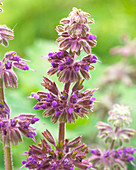 Salvia verticillata 'Purple Rain'
