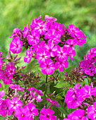 Phlox paniculata Twinkle 'Purple K029-05'