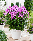 Phlox paniculata Famous 'Purple 9009-05'