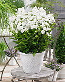 Phlox Sweet Summer Snow