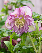 Helleborus orientalis Double Ellen® 'Pink'