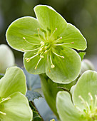 Helleborus x sternii