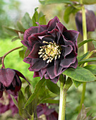 Helleborus orientalis Double Ellen® 'Purple'