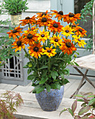 Rudbeckia Summerina Yellow