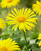 Doronicum orientale