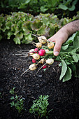 A man picking different coloured radishes from a raised bed