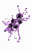 Violetter Brombeeren-Splash