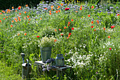 Bench on flower meadow with chamomile, corn poppy and tuft
