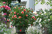 Arrangement with patio rose 'Petticoat' and fairytale rose 'Brothers Grimm'