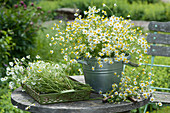 A bouquet of chamomile and lying on a tray