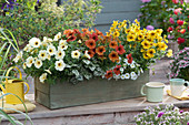 Wooden box with petunia 'French Vanilla' 'Cinnamon' 'Caramel', Polka dot plant 'Hippo White' and petunias