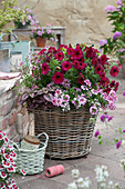 Petunia, verbena vepita 'Carmine Kiss', polka dot plant 'Hippo Pink' and Nemesia in a basket