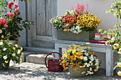 Terrace with petunia 'Caramel' Cinnamon '' French Vanilla ', African daisy Summersmile' Double Golden Yellow '' Cream 2020 ', Bidens ferulifolia ' Painted Red '