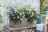 Box with 'Blue Moon' 'Etain' 'Lavender Blush' 'White' pansies, 'Winter Whispers' Silver King artemisia, sedges and Alyssum