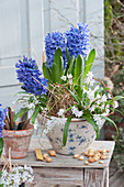 Pot with hyacinths and milk star