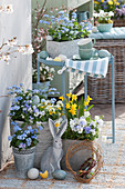 Pots with forget-me-nots, horned violets and daffodils 'Tete a Tete', willow wreaths