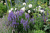 Patio rose 'petticoat' with steppe sage 'blue hill' in the bed