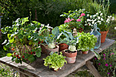 Topf - Arrangement mit Kohlrabi, Erdbeeren, Salat, Schnittlauch und Petersilie auf Terrassentisch