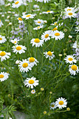 Blooming chamomile in the garden