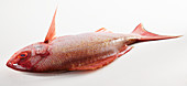 Raw red snapper on a white background