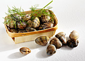 Clams, raw and closed, with a wooden basket