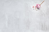 Baisertupfen und Blume auf weißem Untergrund