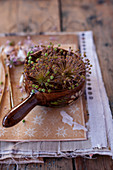 Dried garlic flowers decorating table